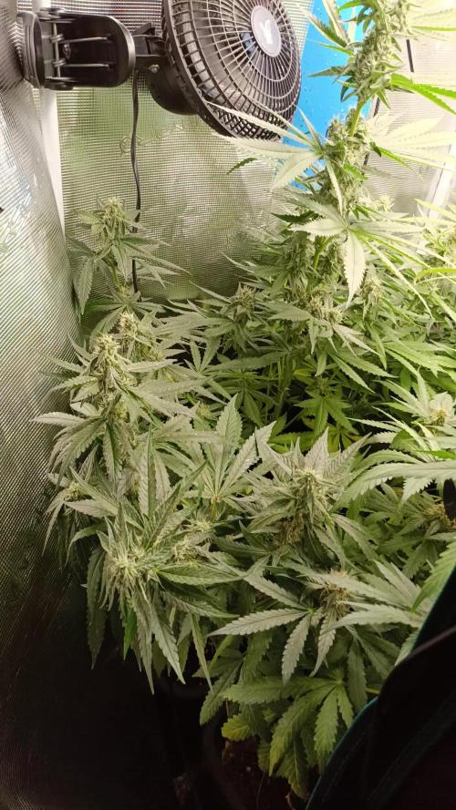 Diario grand cru genetic