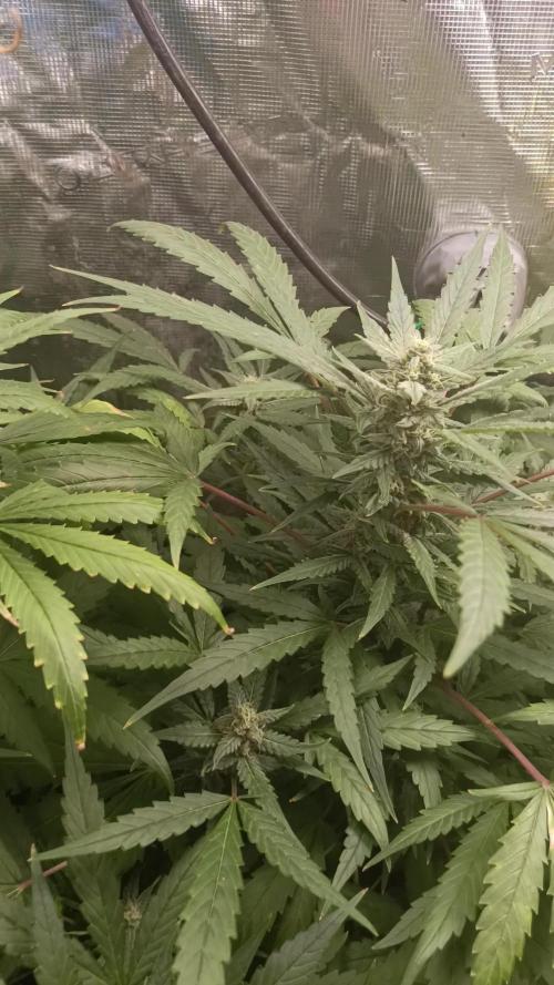 Diario super sativa seeds club