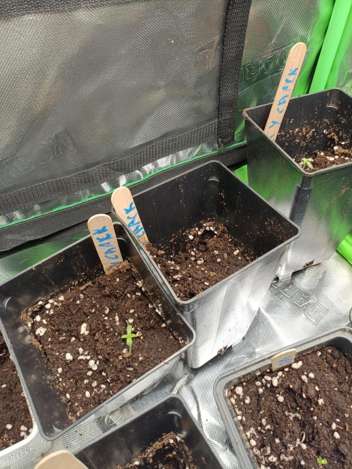 Diario MACK&CRACK. Week 1