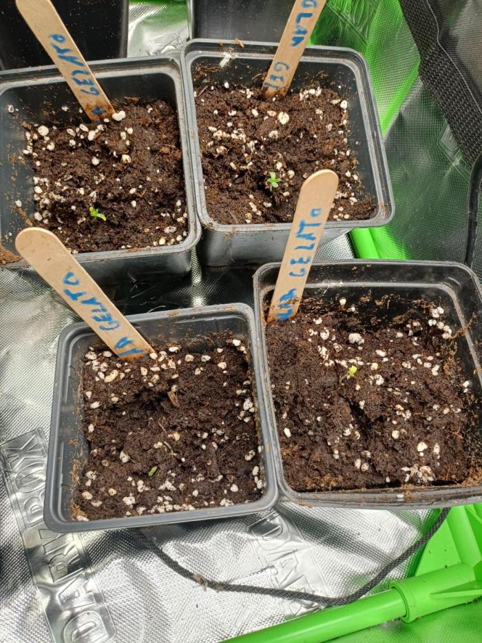 Diario POLAR GELATO. Week 1