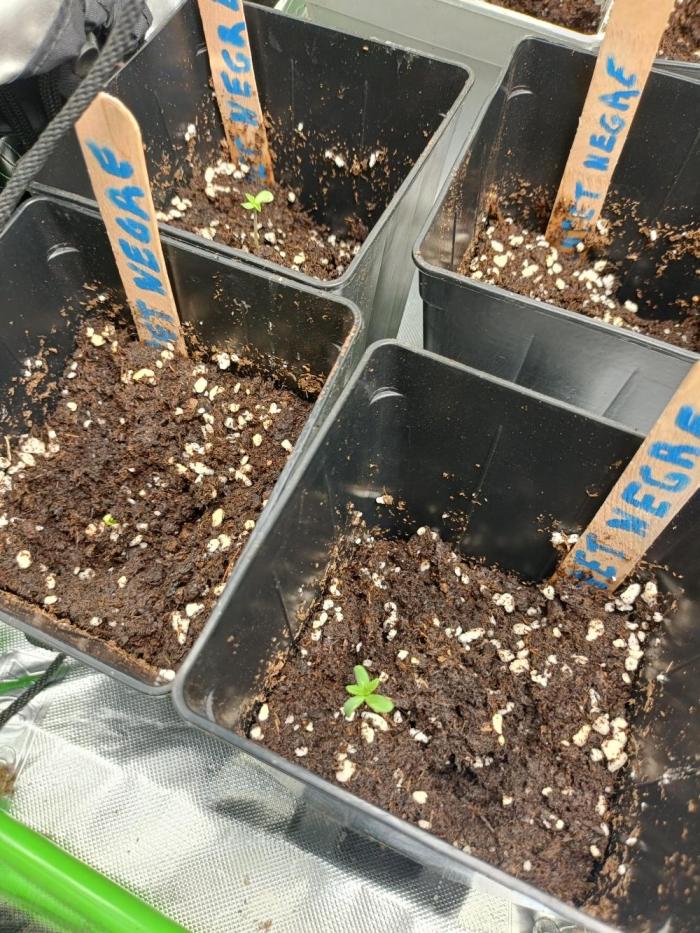 Diario XUPET NEGRET. Week 1