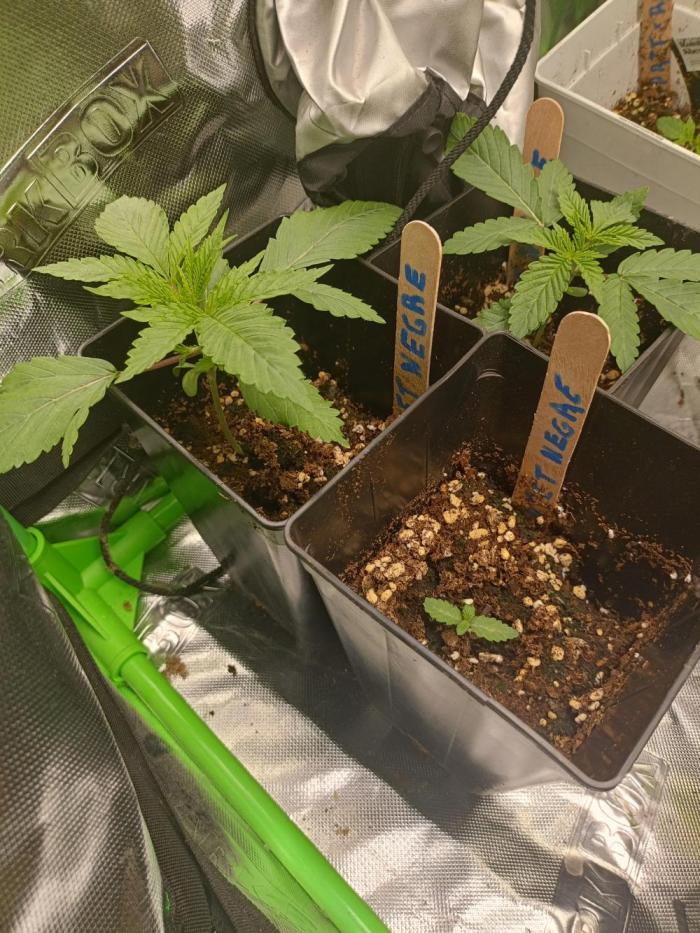 Diario XUPET NEGRET. Week 2