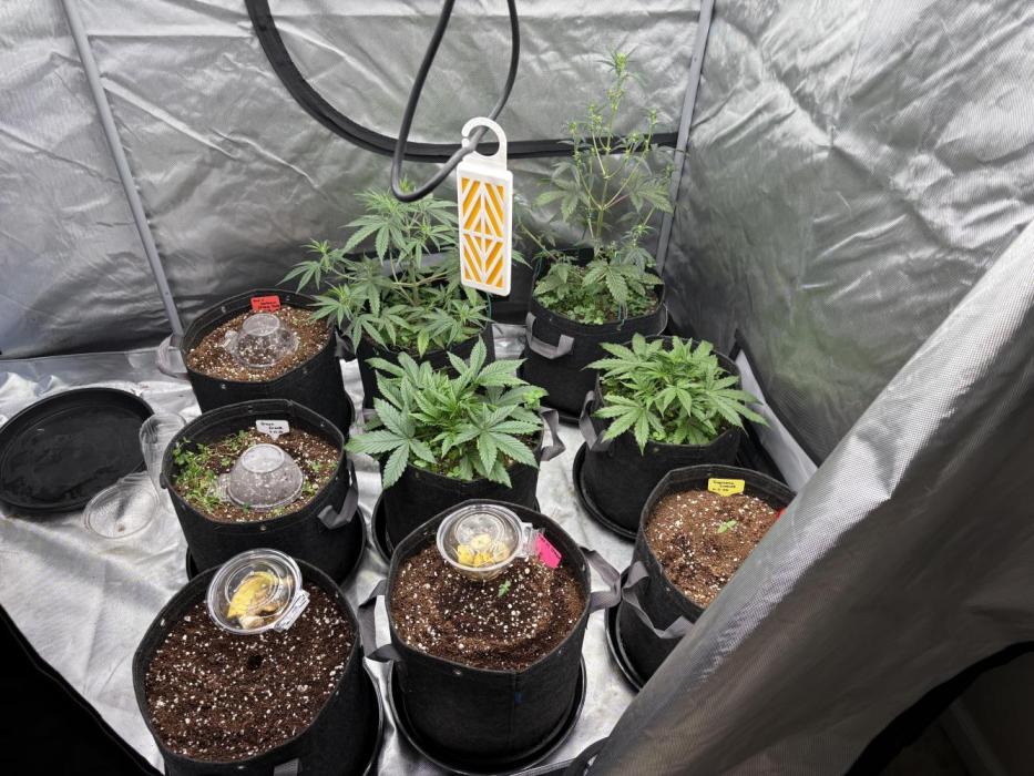Headbanger 505. Week 0