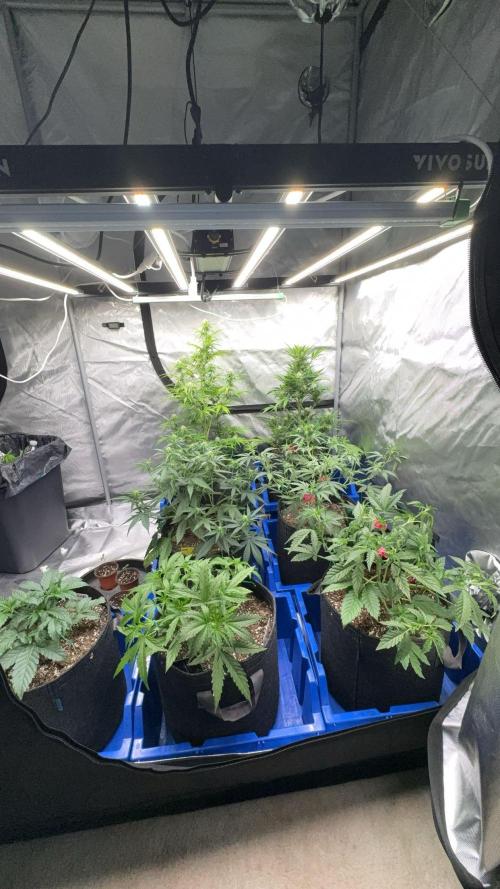 Headbanger 505. Week 1