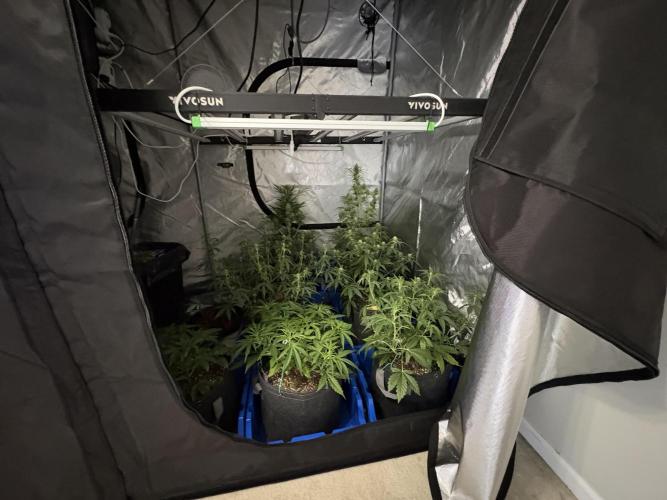 Headbanger 505. Week 1