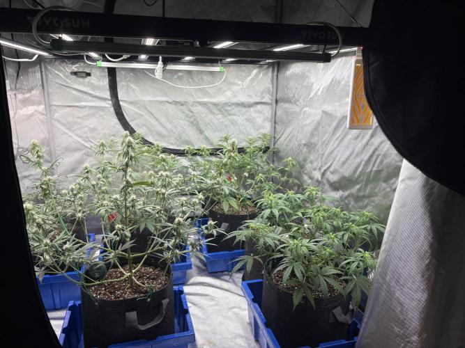 Headbanger 505. Week 8
