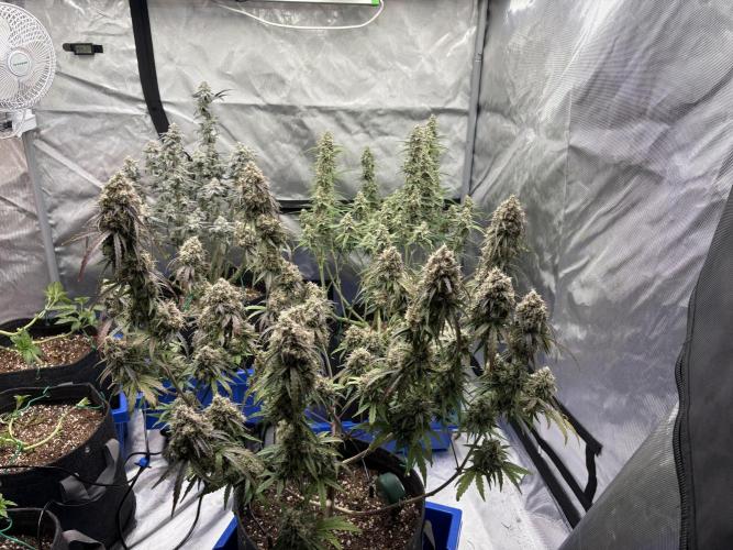 Headbanger 505. Week 8