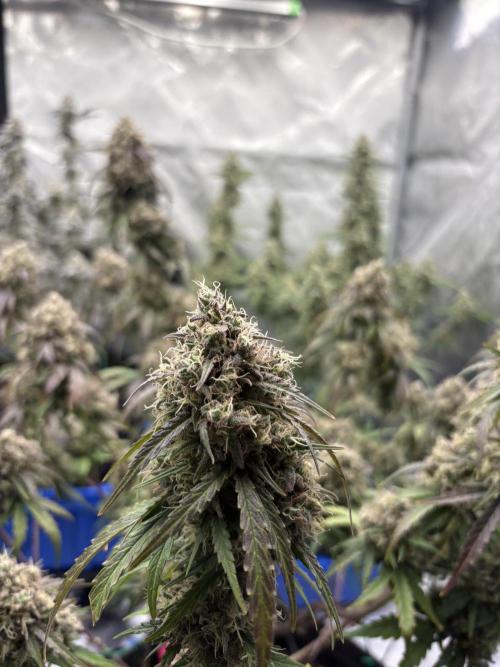 Headbanger 505. Week 8