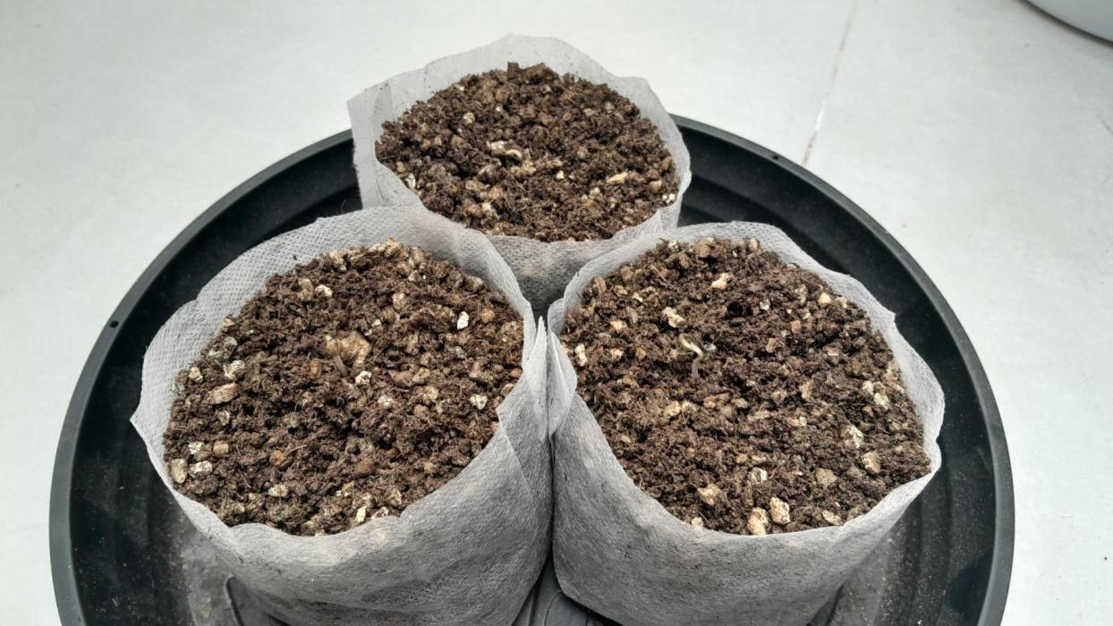 NORTHERN LIGHTS AUTO. Week 0