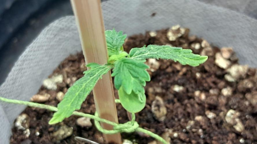 NORTHERN LIGHTS AUTO. Week 2
