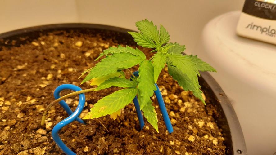 NORTHERN LIGHTS AUTO. Week 4