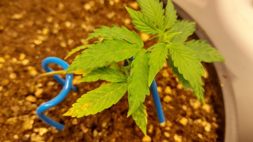 NORTHERN LIGHTS AUTO. Week 4