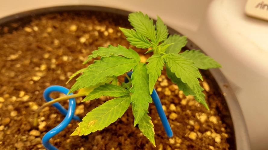 NORTHERN LIGHTS AUTO. Week 4
