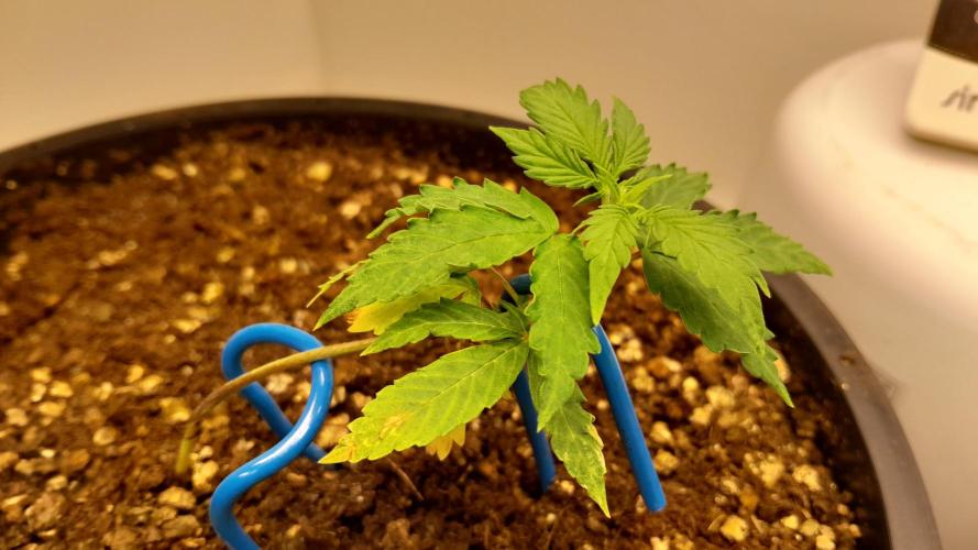 NORTHERN LIGHTS AUTO. Week 4