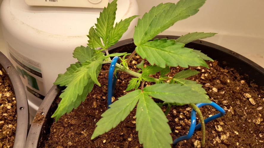 NORTHERN LIGHTS AUTO. Week 4