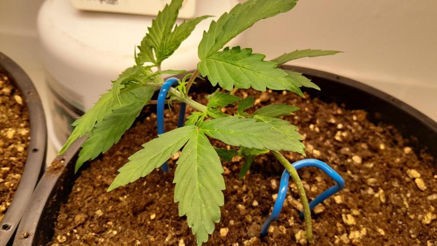 NORTHERN LIGHTS AUTO. Week 4