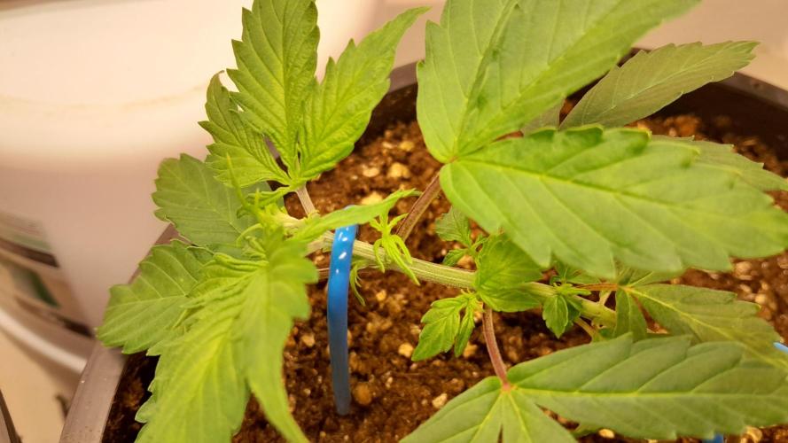 NORTHERN LIGHTS AUTO. Week 4