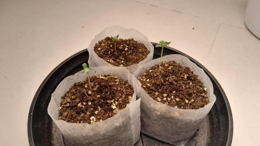 NORTHERN LIGHTS AUTO. Week 1