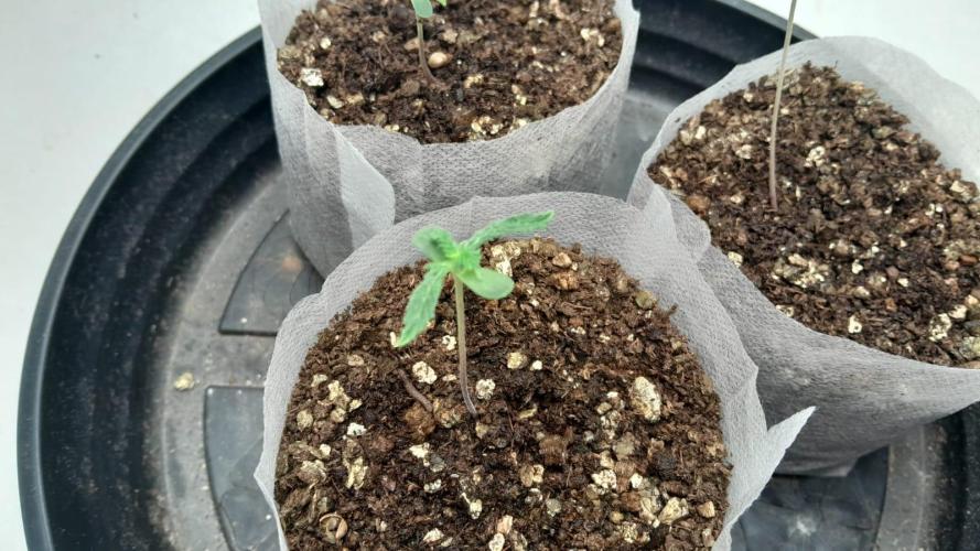 NORTHERN LIGHTS AUTO. Week 1