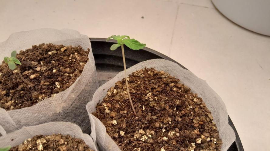 NORTHERN LIGHTS AUTO. Week 1
