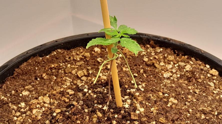 NORTHERN LIGHTS AUTO. Week 3