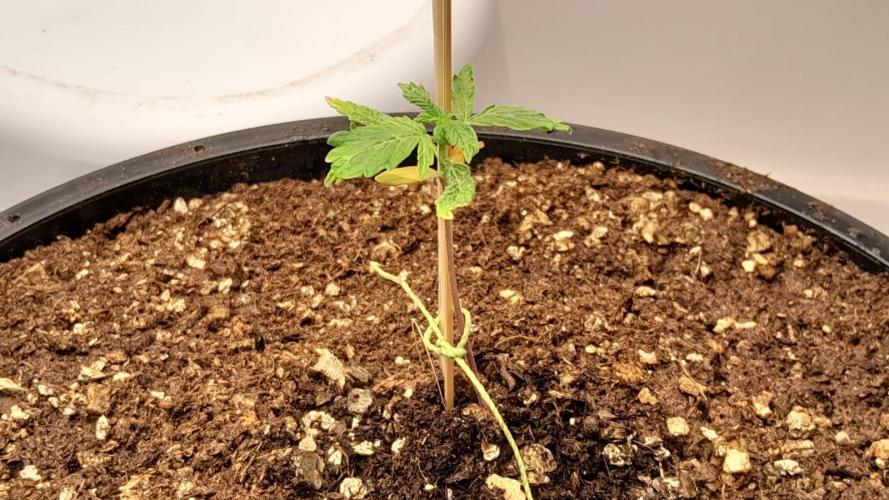 NORTHERN LIGHTS AUTO. Week 3