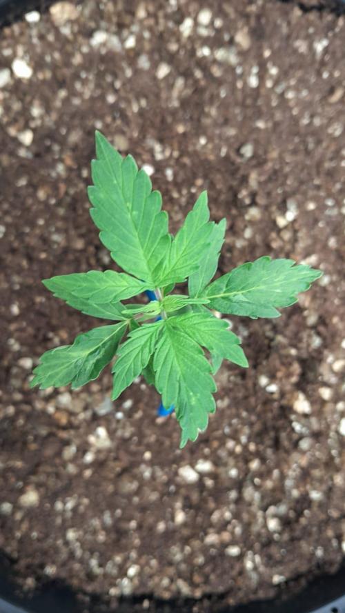 NORTHERN LIGHTS AUTO. Week 3