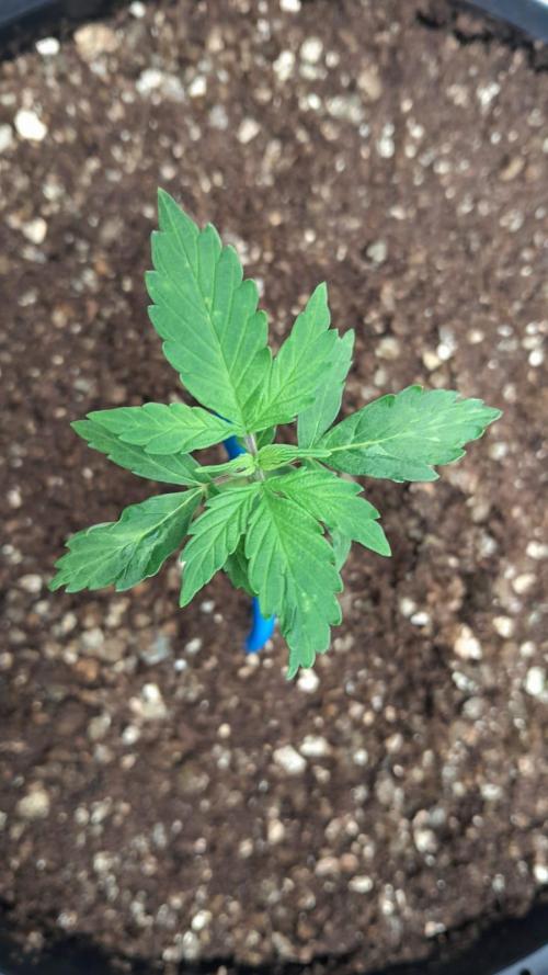 NORTHERN LIGHTS AUTO. Week 3