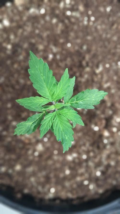 NORTHERN LIGHTS AUTO. Week 3
