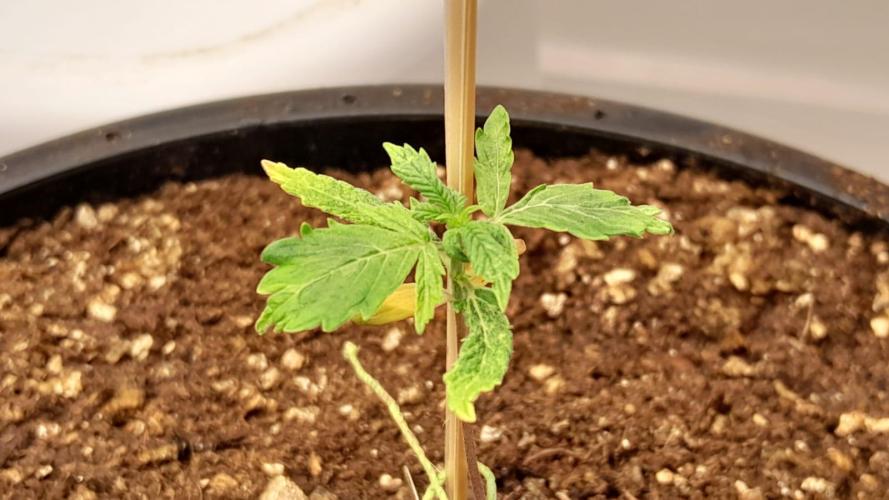 NORTHERN LIGHTS AUTO. Week 3