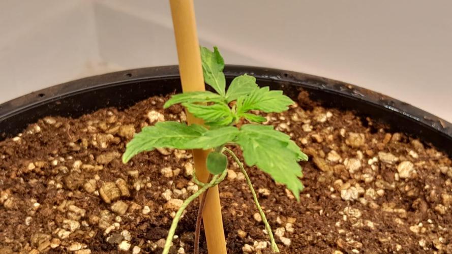 NORTHERN LIGHTS AUTO. Week 3
