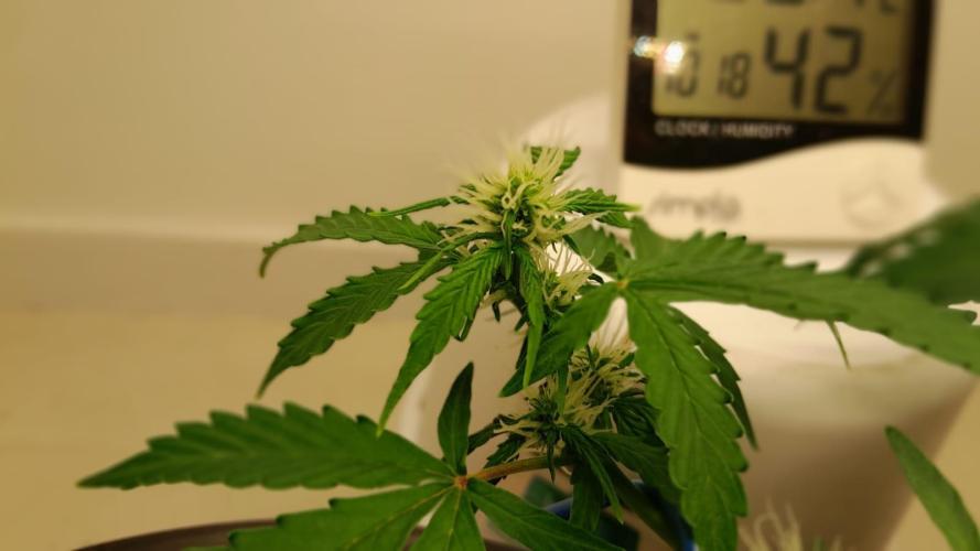 NORTHERN LIGHTS AUTO. Week 5