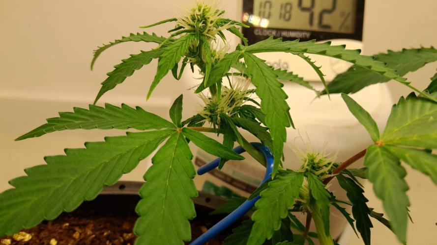 NORTHERN LIGHTS AUTO. Week 5