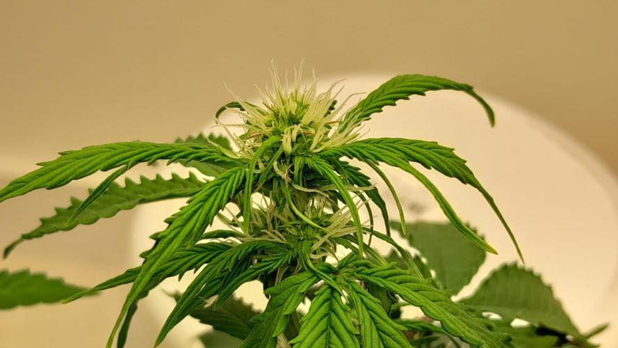 NORTHERN LIGHTS AUTO. Week 6