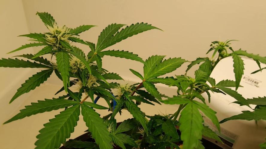 NORTHERN LIGHTS AUTO. Week 6