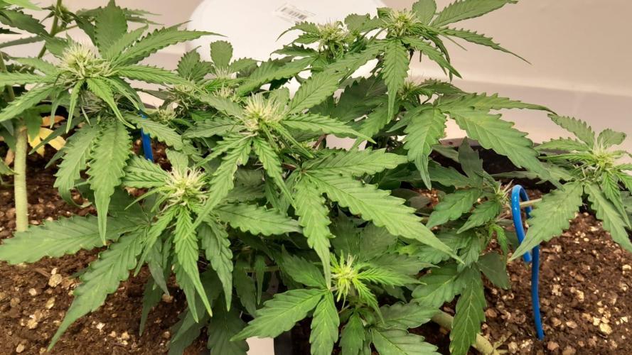 NORTHERN LIGHTS AUTO. Week 7