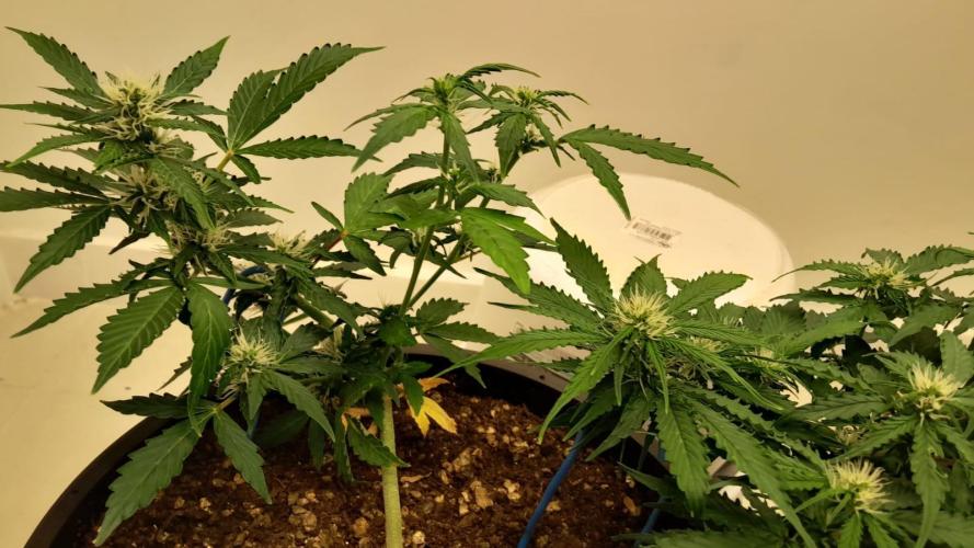 NORTHERN LIGHTS AUTO. Week 7
