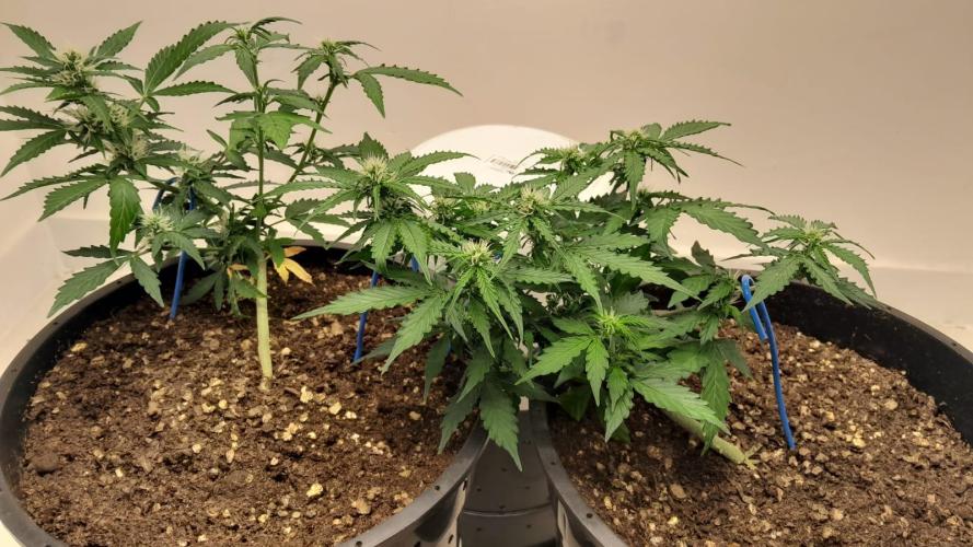 NORTHERN LIGHTS AUTO. Week 7