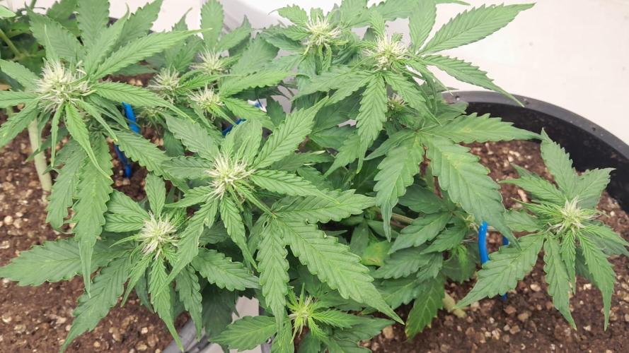 NORTHERN LIGHTS AUTO. Week 7