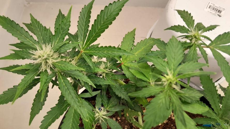 NORTHERN LIGHTS AUTO. Week 7