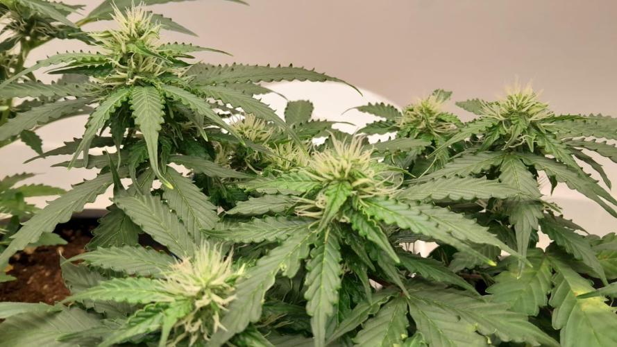 NORTHERN LIGHTS AUTO. Week 8