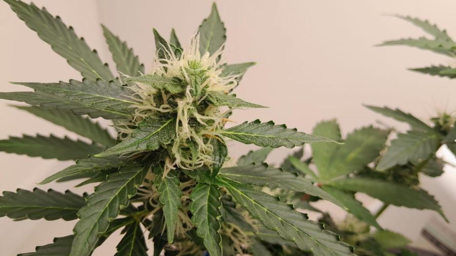 NORTHERN LIGHTS AUTO. Week 8