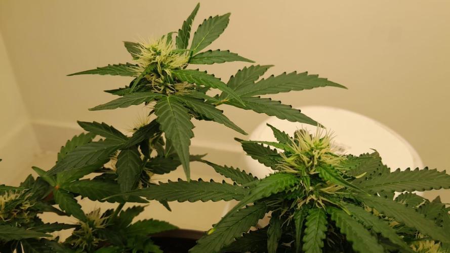 NORTHERN LIGHTS AUTO. Week 8