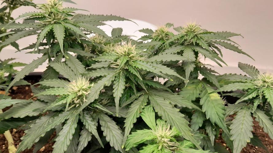 NORTHERN LIGHTS AUTO. Week 8
