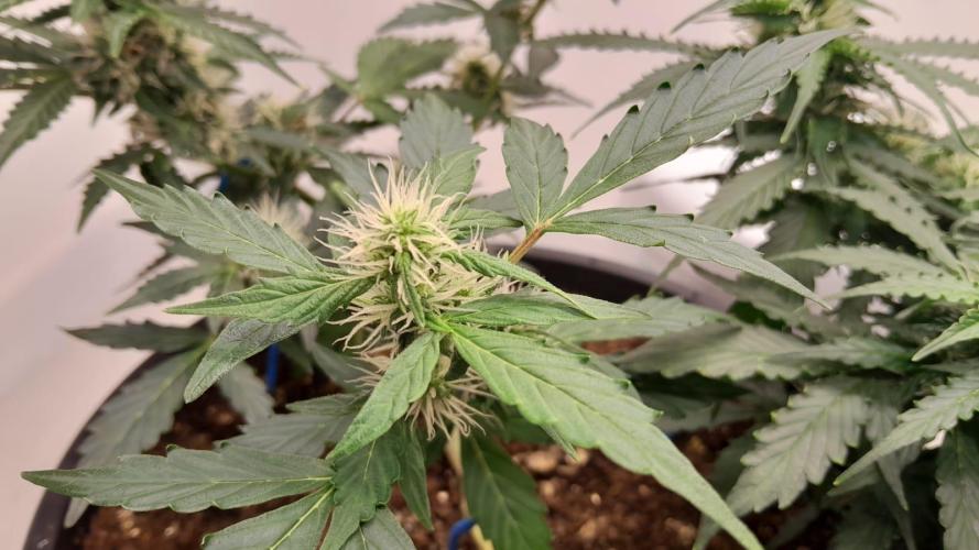 NORTHERN LIGHTS AUTO. Week 8