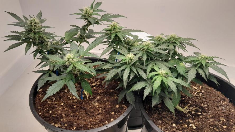 NORTHERN LIGHTS AUTO. Week 8