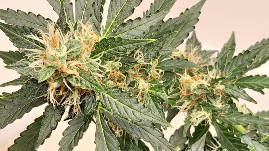 NORTHERN LIGHTS AUTO. Week 9