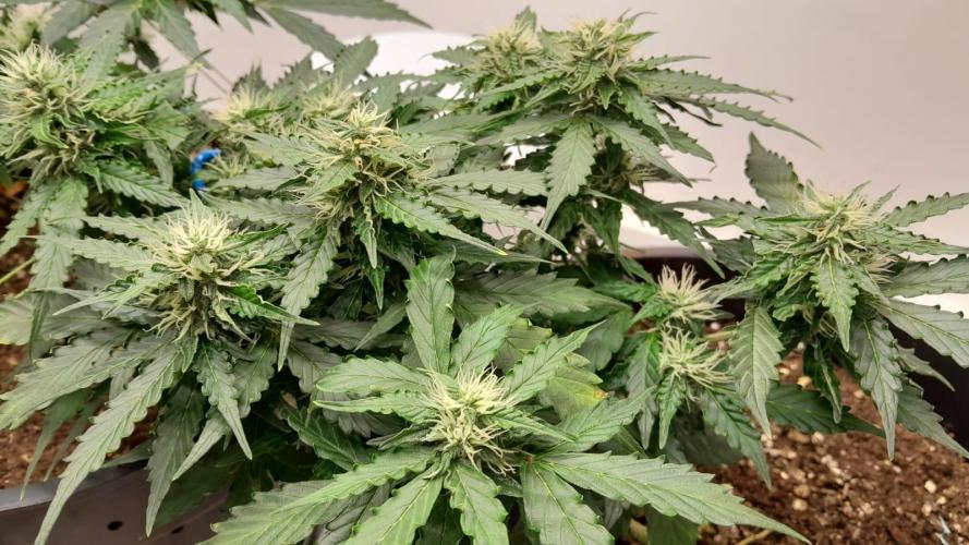 NORTHERN LIGHTS AUTO. Week 9