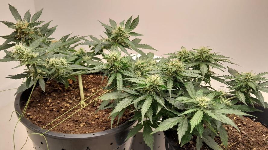 NORTHERN LIGHTS AUTO. Week 9
