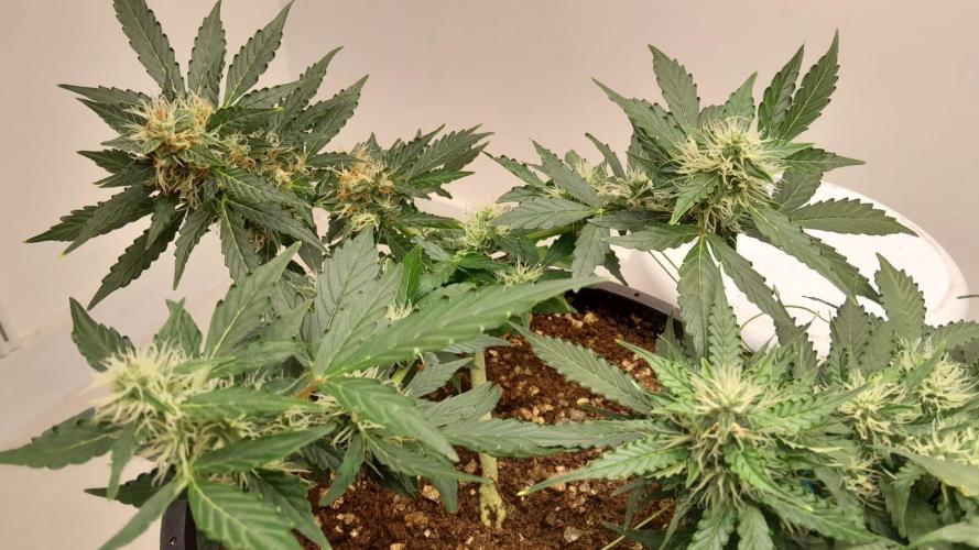 NORTHERN LIGHTS AUTO. Week 9